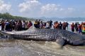 Two Whale Sharks Strand in Cilacap, Toxicity Suspected