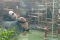 Indonesia’s First Giant Panda Cub Debuts at Taman Safari