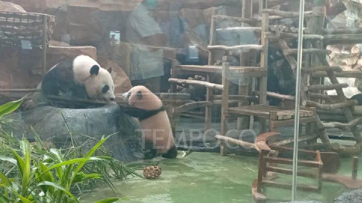 Indonesia’s First Giant Panda Cub Debuts at Taman Safari