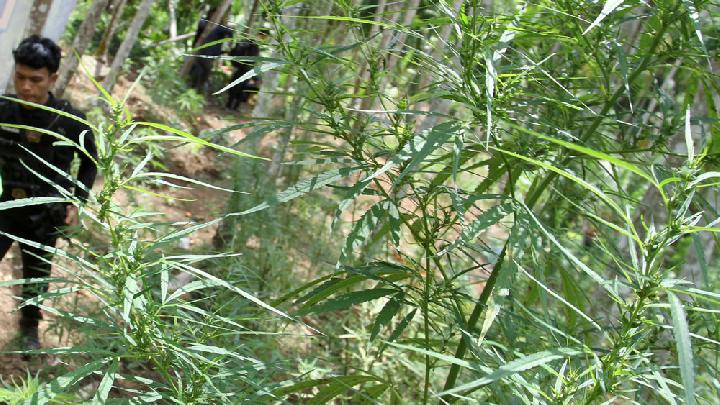 Polisi Musnahkan 2 Hektare Ladang Ganja di Lhokseumawe