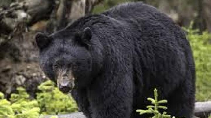Why Bear Attacks Are Rising Fast in Japan