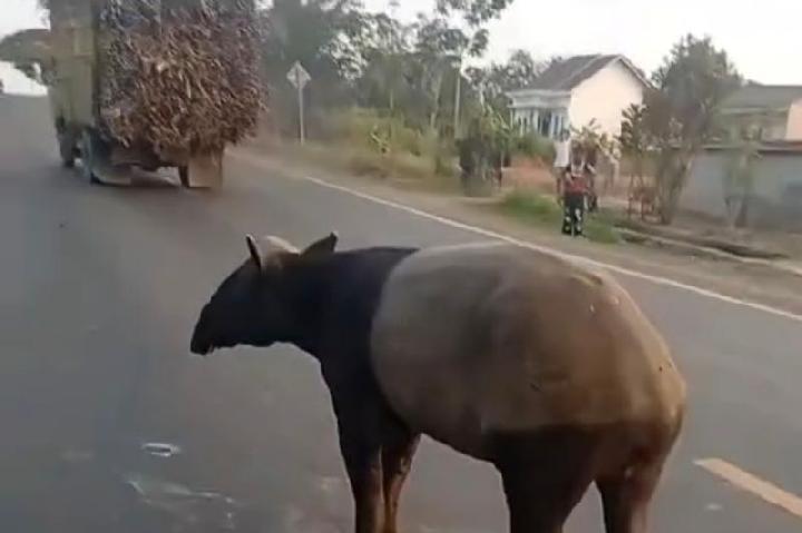 Announced: Bagaimana Tragedi Tapir Mati Disembelih Warga Mesuji Berawal