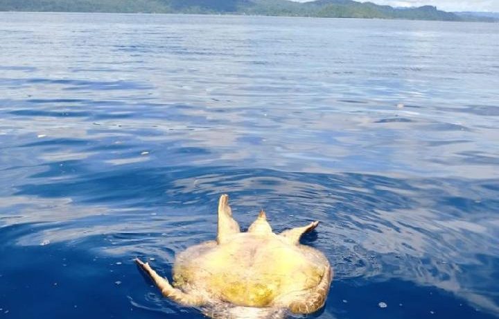 Indonesia Considers Criminal Charges in Raja Ampat Turtle Hunting Case