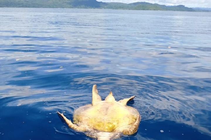 Indonesia Considers Criminal Charges in Raja Ampat Turtle Hunting Case