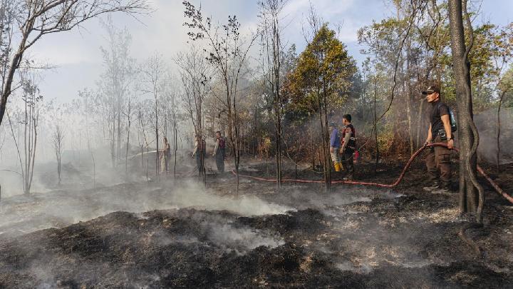 Riau Reports No Active Forest Fires After Weeks of Firefighting