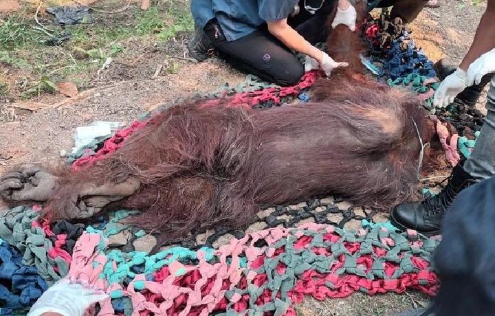 Two Orangutans Rescued From Fire-Damaged Palm Oil Plantation in West Kalimantan