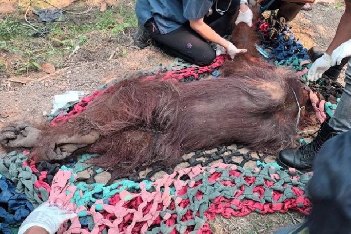 Two Orangutans Rescued From Fire-Damaged Palm Oil Plantation in West Kalimantan