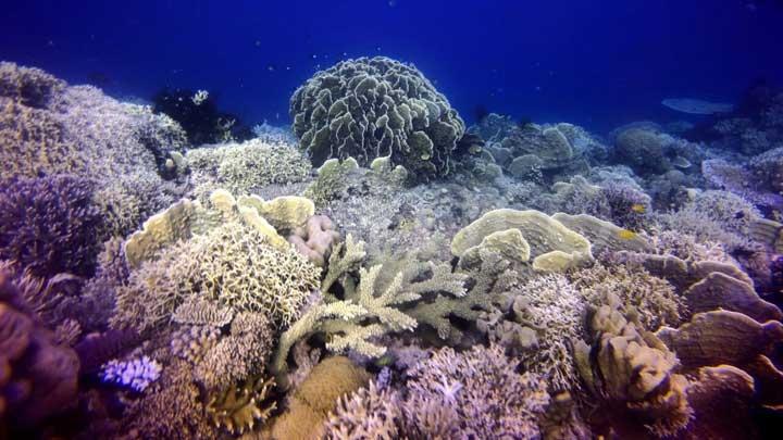 Corals as Climate Archive: Are El Ninos Intensifying?