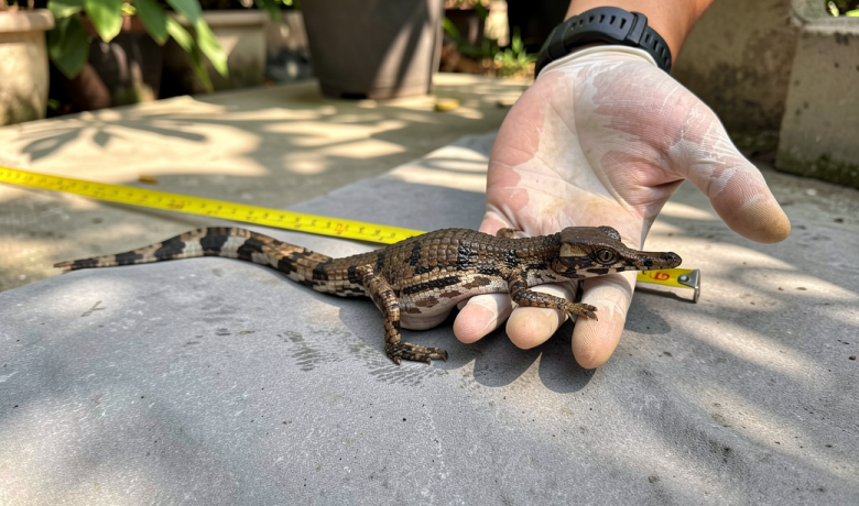 Three False Gharial Hatchlings Rescued After Hatching in West Kalimantan